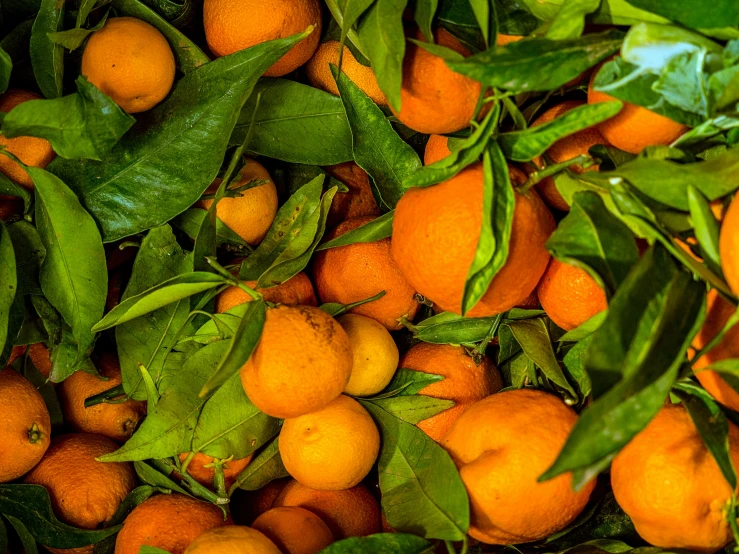 a pile of oranges sitting on top of lush green leaves