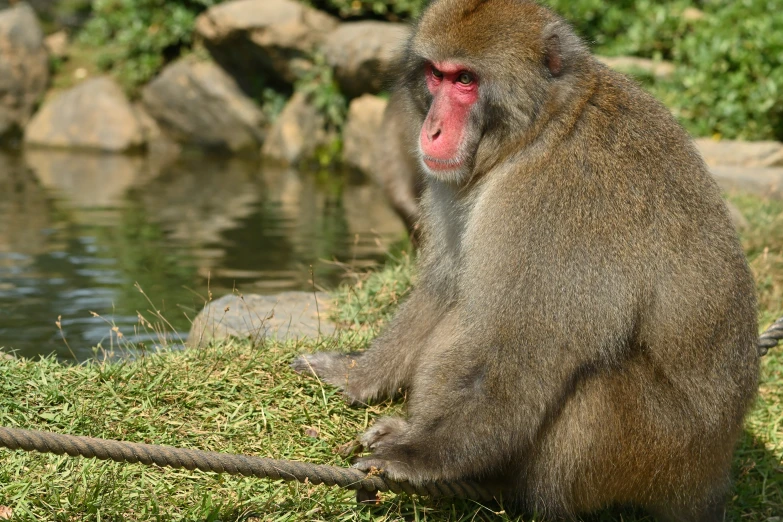 a baboon sitting in front of a body of water and some rocks