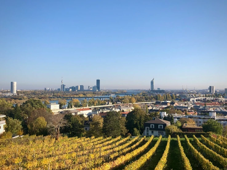 the city skyline is dotted by vines in the foreground