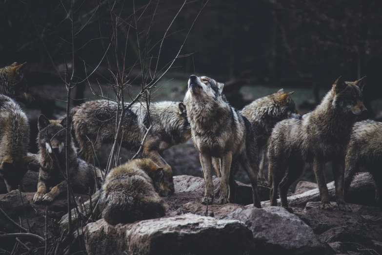 a group of wolfs standing around a pile of rocks