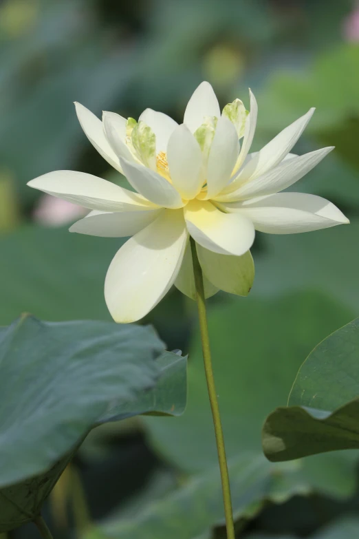 a large white lotus in full bloom in the open