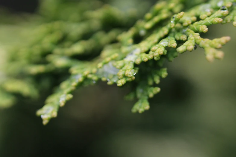 the green needles of a fir tree are very thick