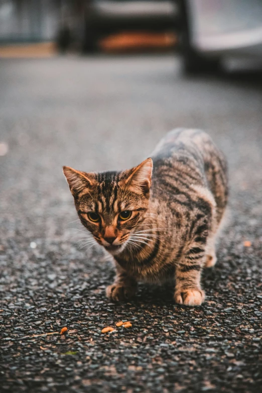 small gray striped cat on ground next to cars