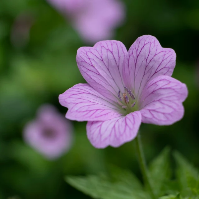a pink flower with several petals and green leaves