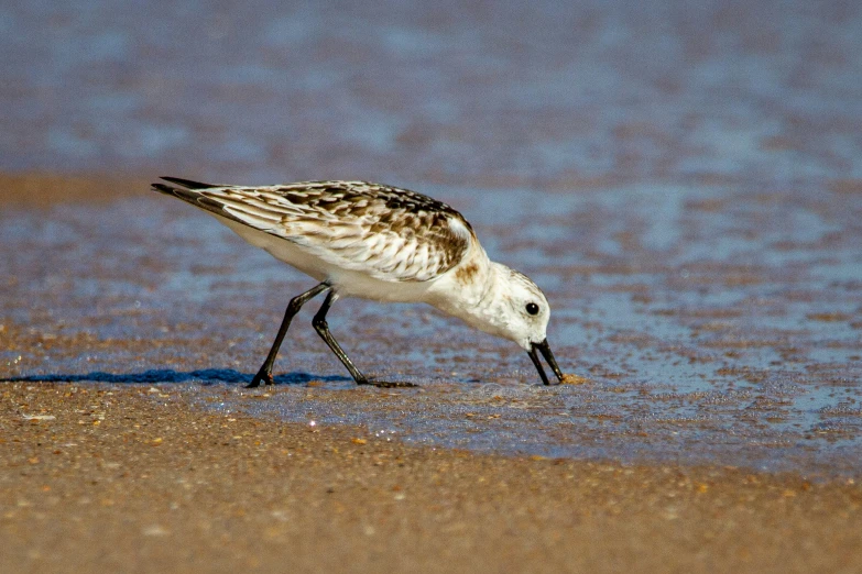 a bird with brown and white feathers eating the sand