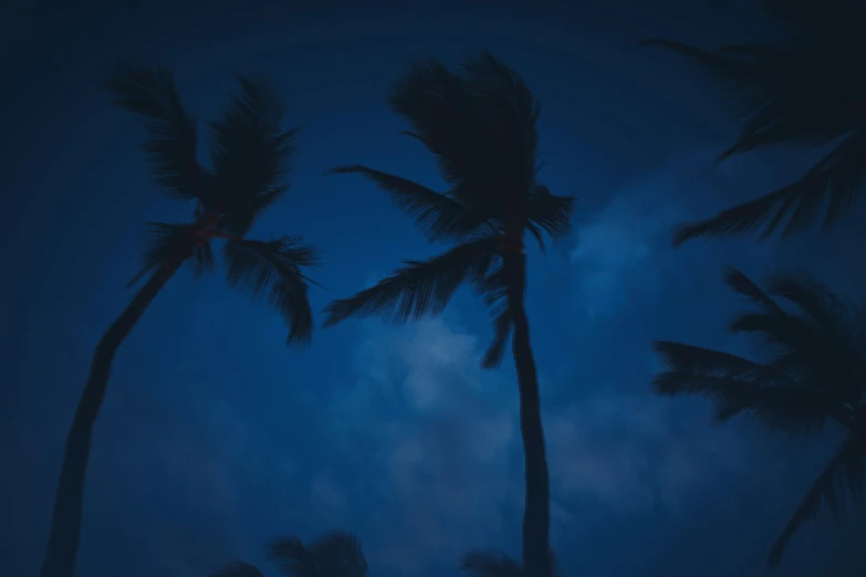 dark blue night with lots of palm trees and some clouds