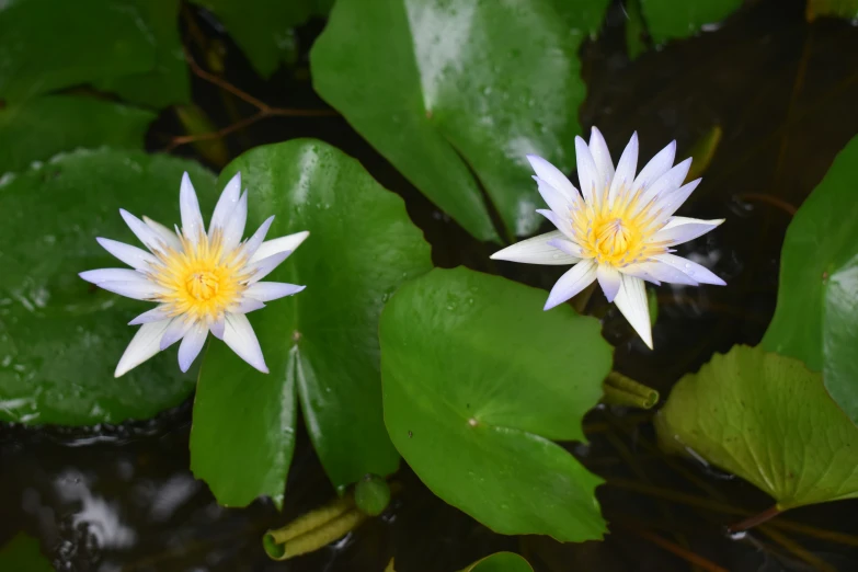 two water lilies with leaves and water drops in the river