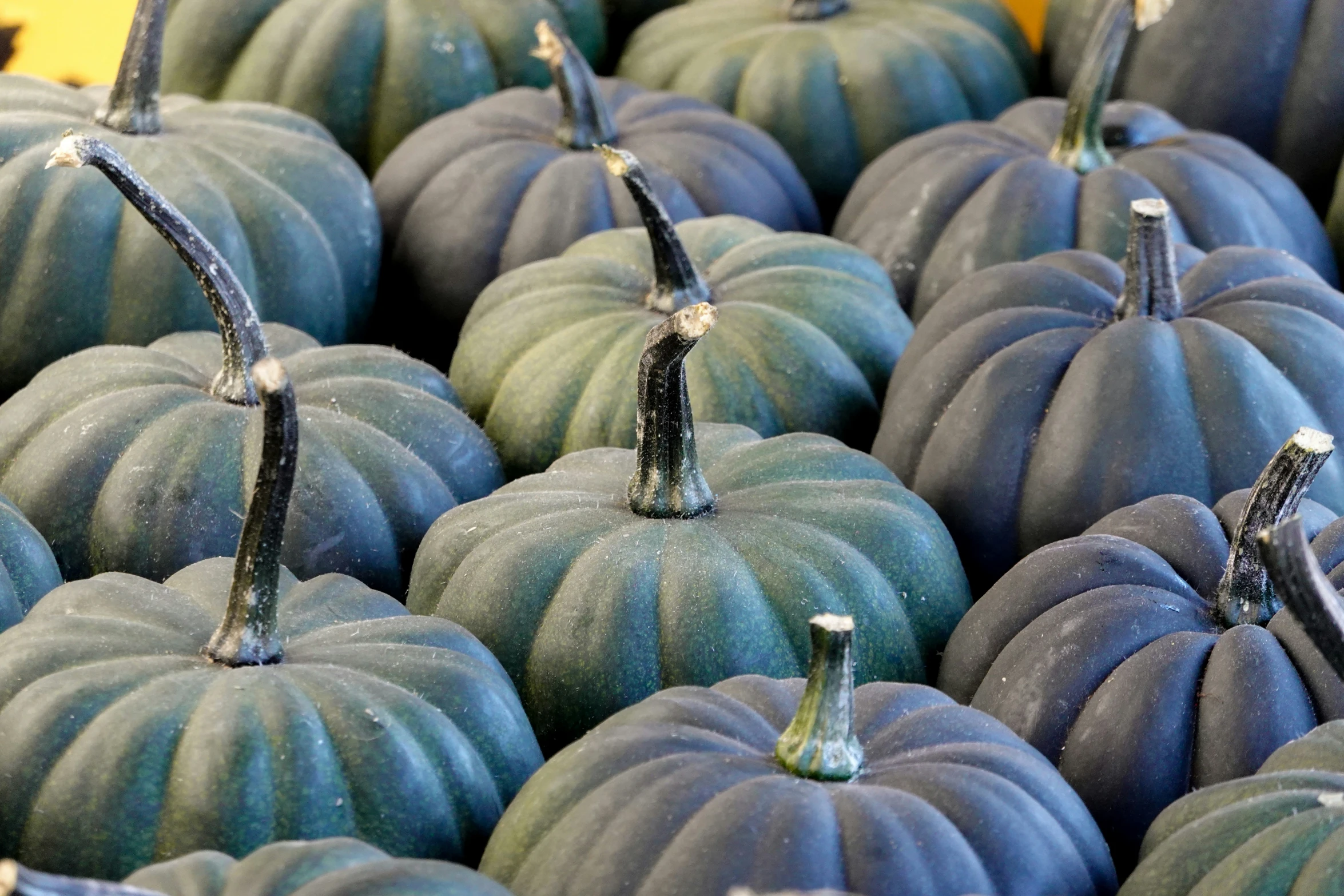 several different colored pumpkins are sitting next to each other