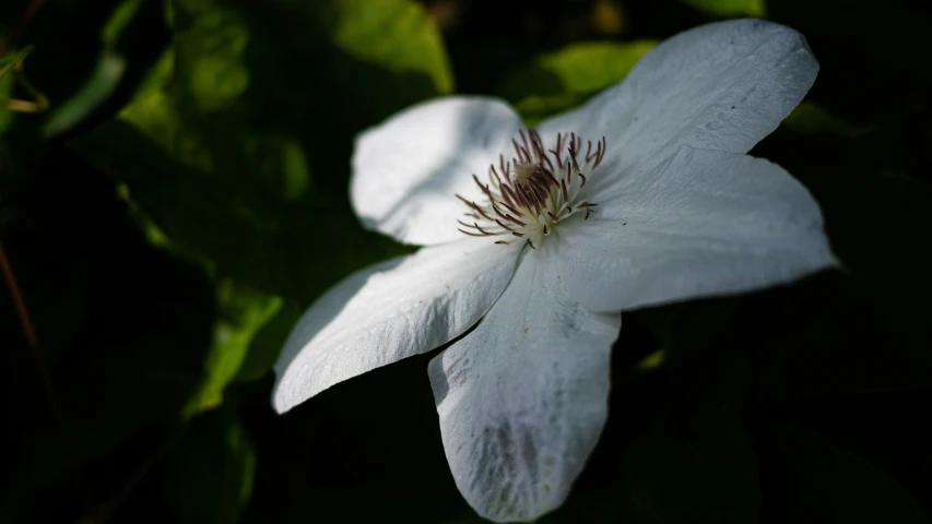 two white flowers are next to some green leaves