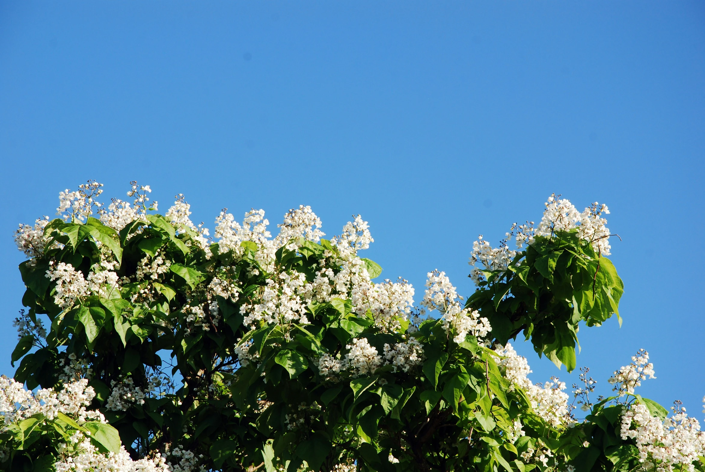 the top of the large tree has white flowers