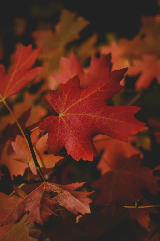 red leaf in the sun setting on a sunny day