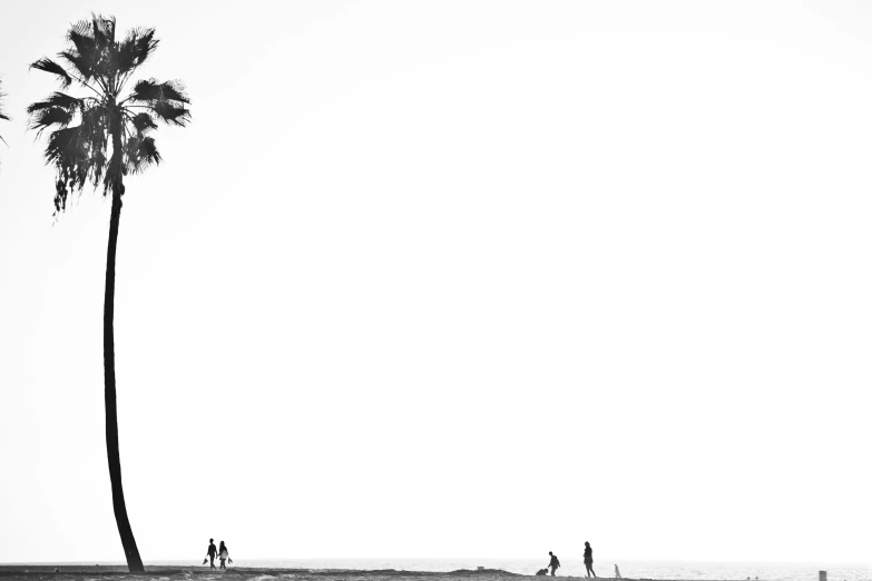 a group of people stand in front of a palm tree on the beach