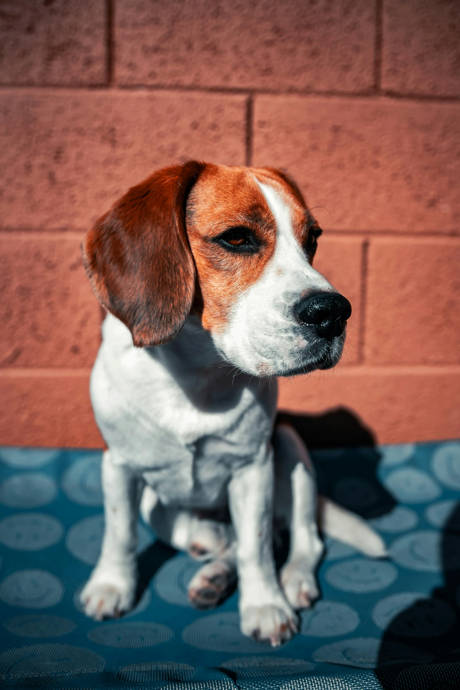 the small dog looks forward while sitting against a brick wall