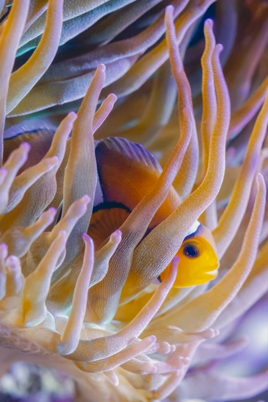 a bright yellow and purple fish in an ocean coral