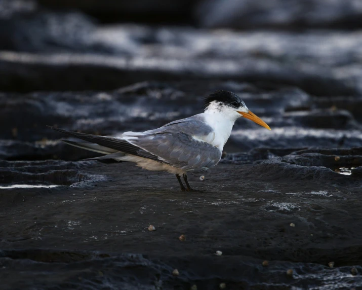 a bird walking on top of rocks next to a river