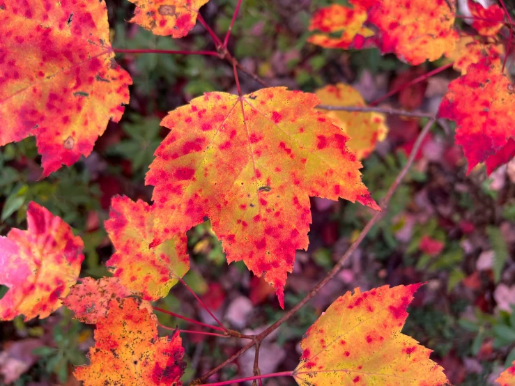 colorful leaves on the ground are brown and orange