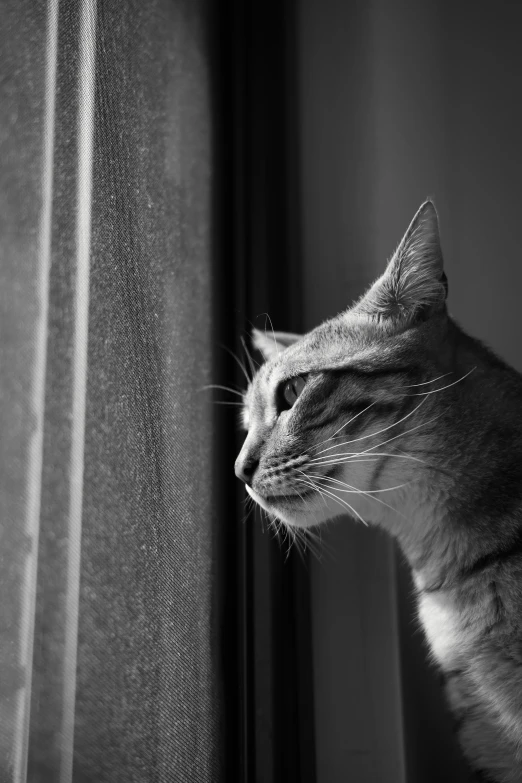 cat looking out window to the outside of it