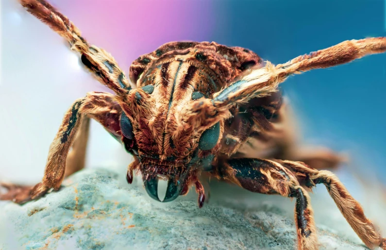 an extreme closeup of a spider on a rock