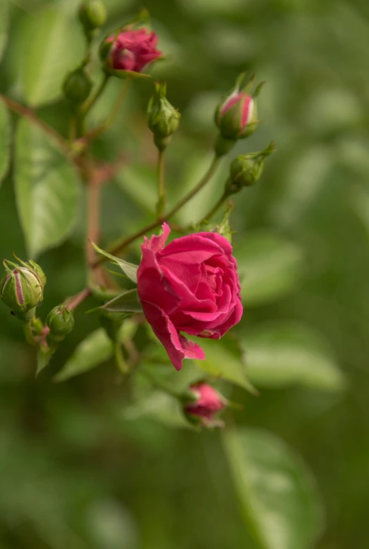 a pink rose sitting on a tree nch