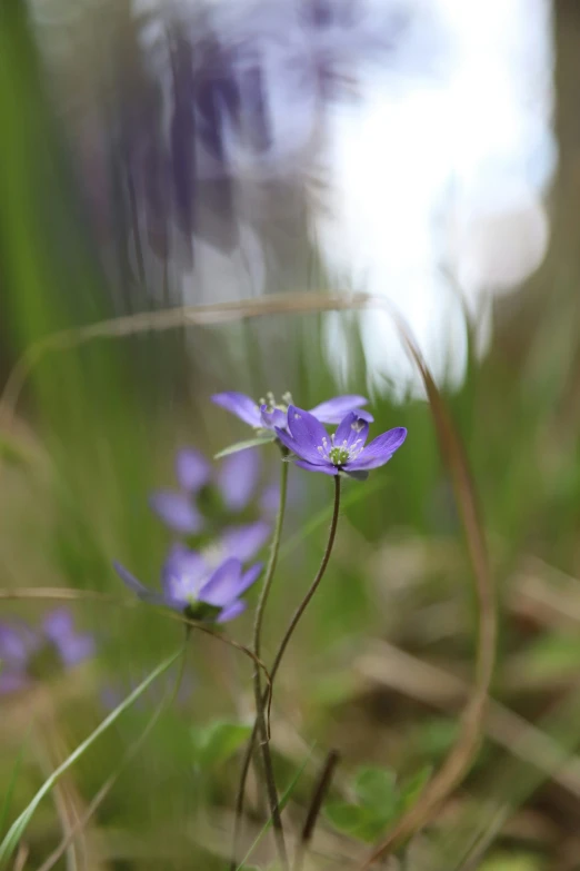 small blue flowers are in the grass near the woods