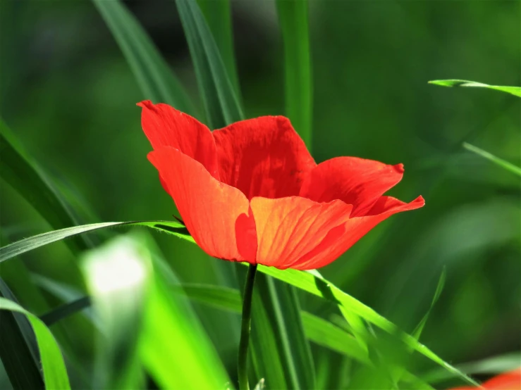 a red poppy flower is in a green field