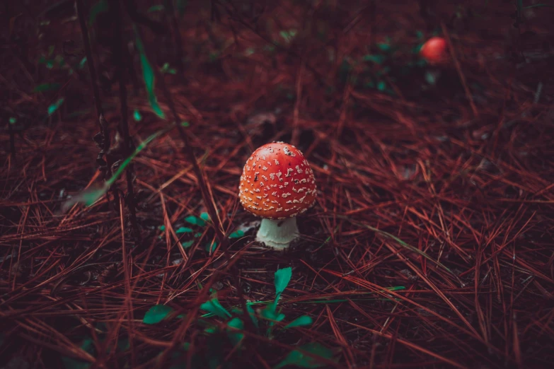 small, colorful mushroom in the forest among tall grass