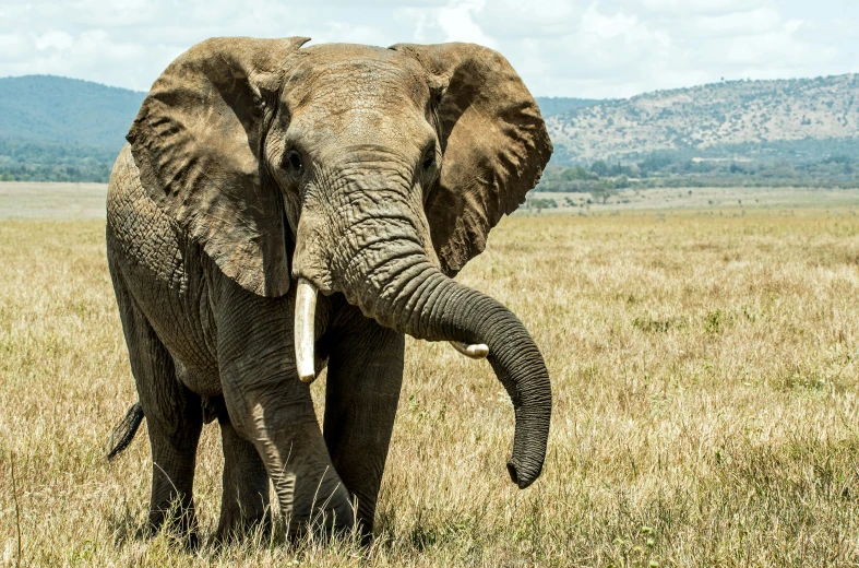 a elephant stands in an open field by mountains