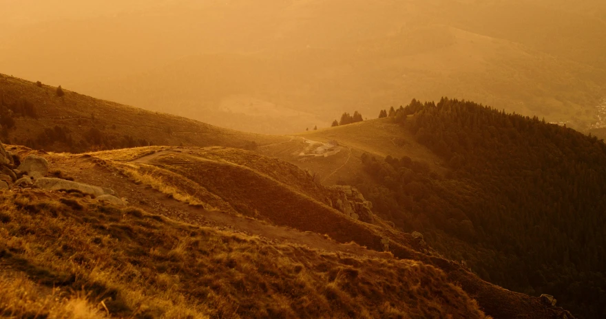 a hillside covered in grass and shrubbery