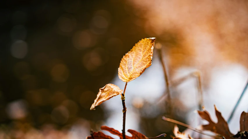 a dead leaf in a field of grass