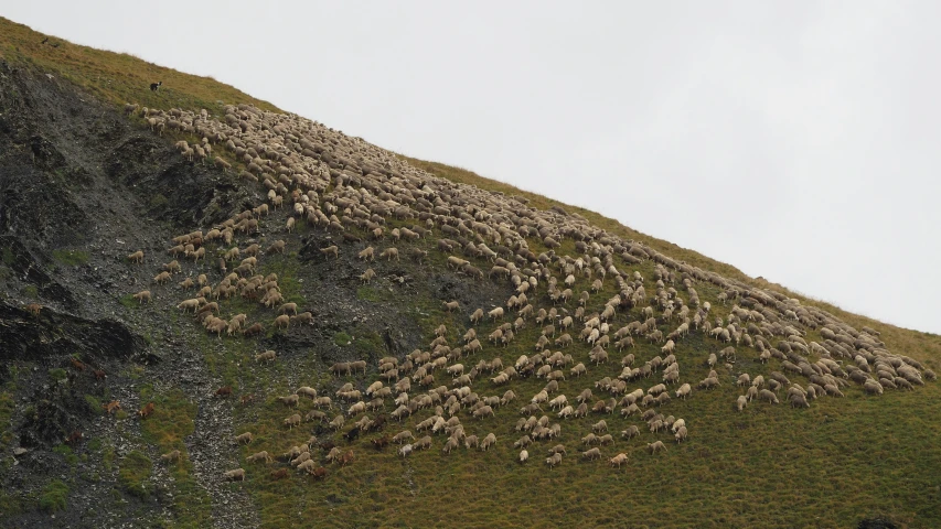 a very big hill that has a flock of animals on it