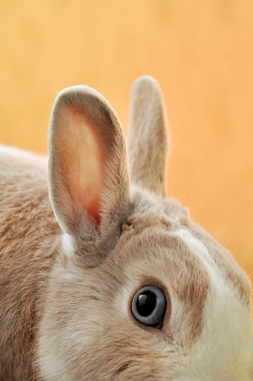 a closeup of a tan bunny's ears