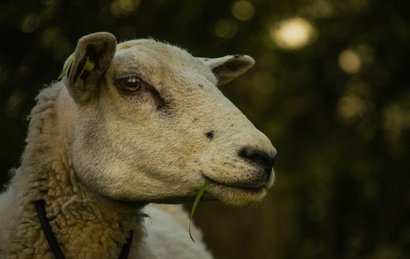 sheep with grass in it's mouth standing on the grass