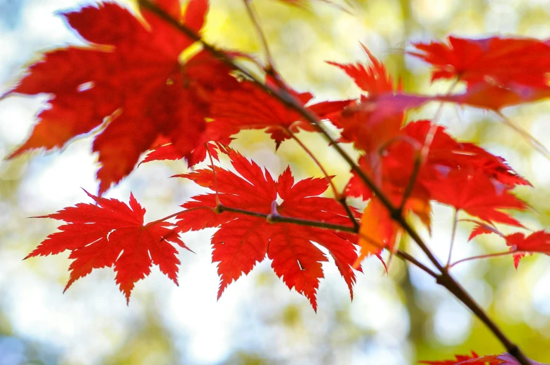 a close up of red leaves on a tree