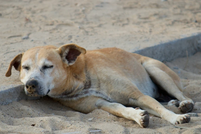 a dog is lying down in the sand