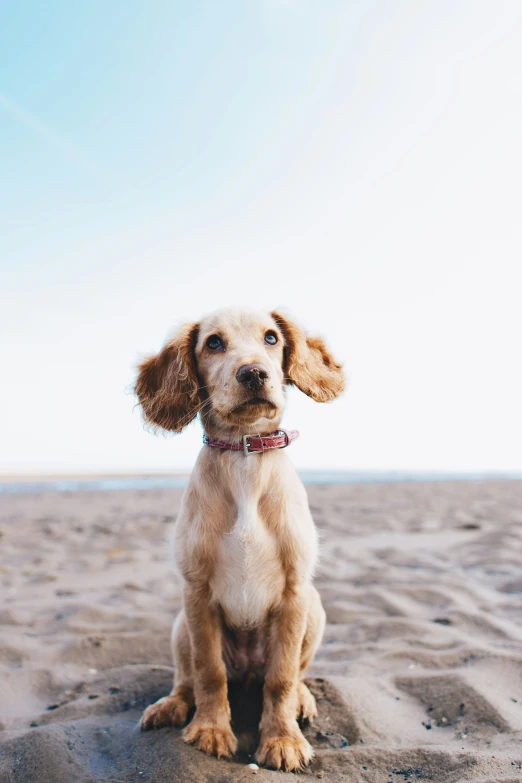 a dog sitting down on the sand at the beach