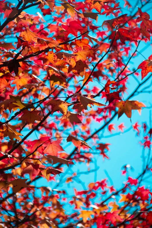 a nch with leaves and the sky in the background