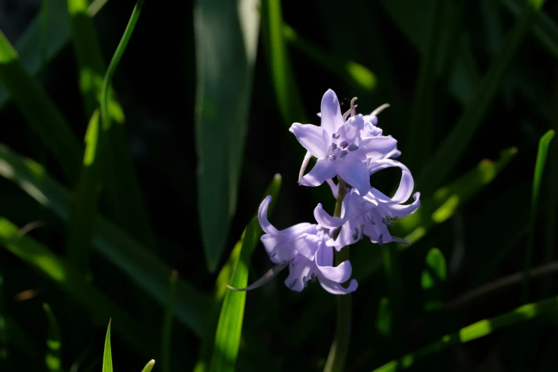 a purple flower in a field of grass