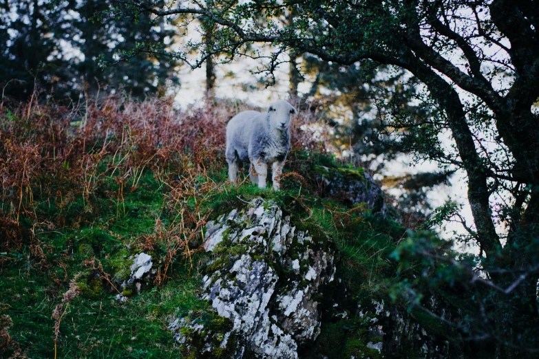 a white animal that is standing on a rock