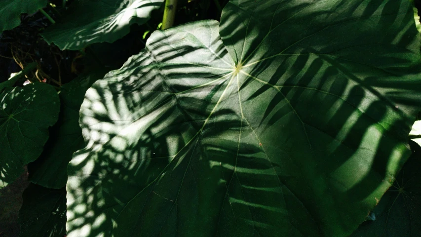 a plant that has leaves with very large shadows