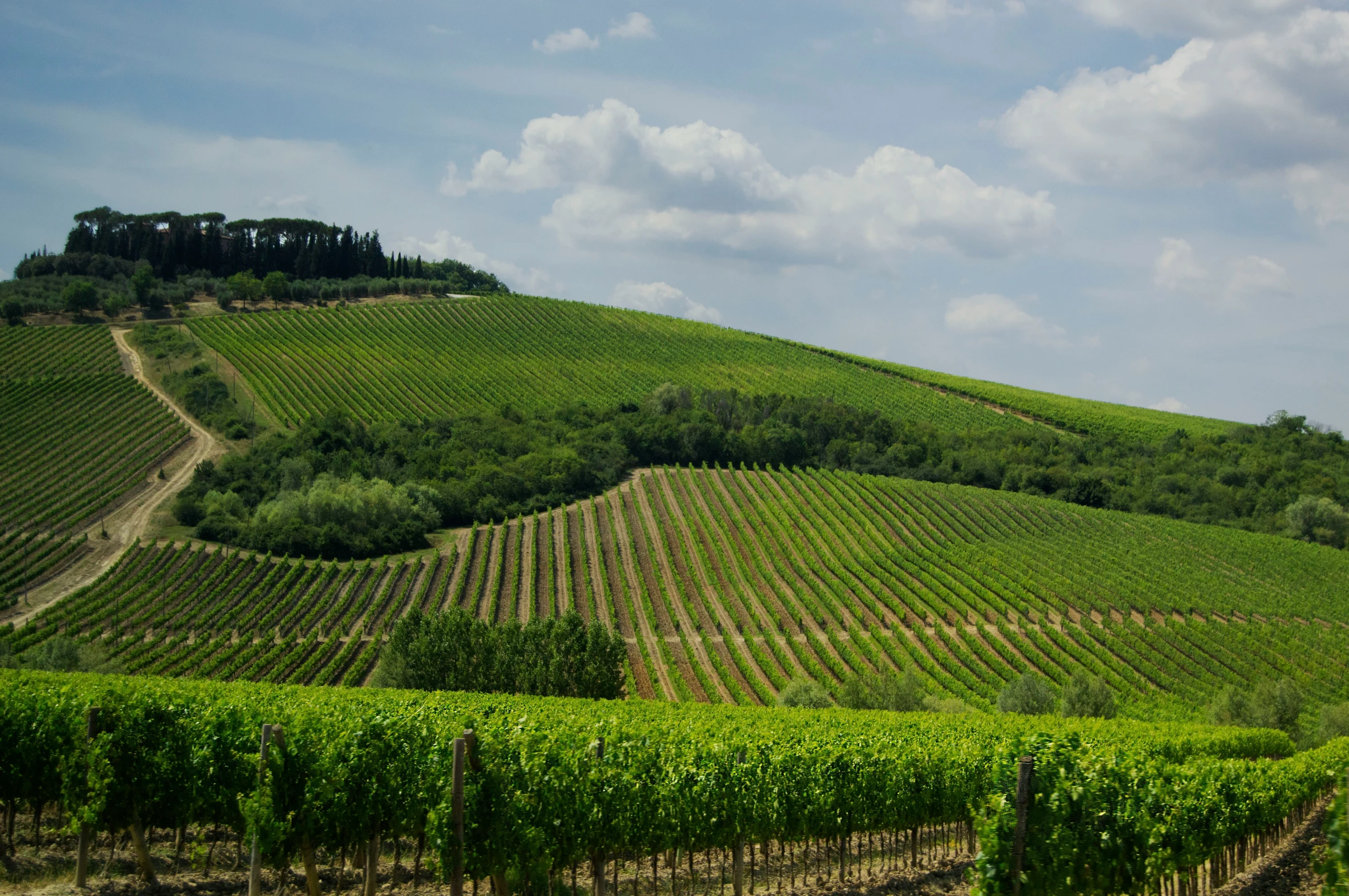 rows of vines on a hillside of green