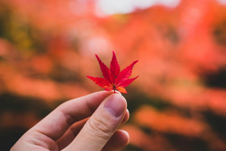 a person holding a tiny red leaf