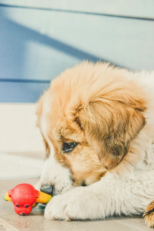a small puppy playing with a toy on the floor