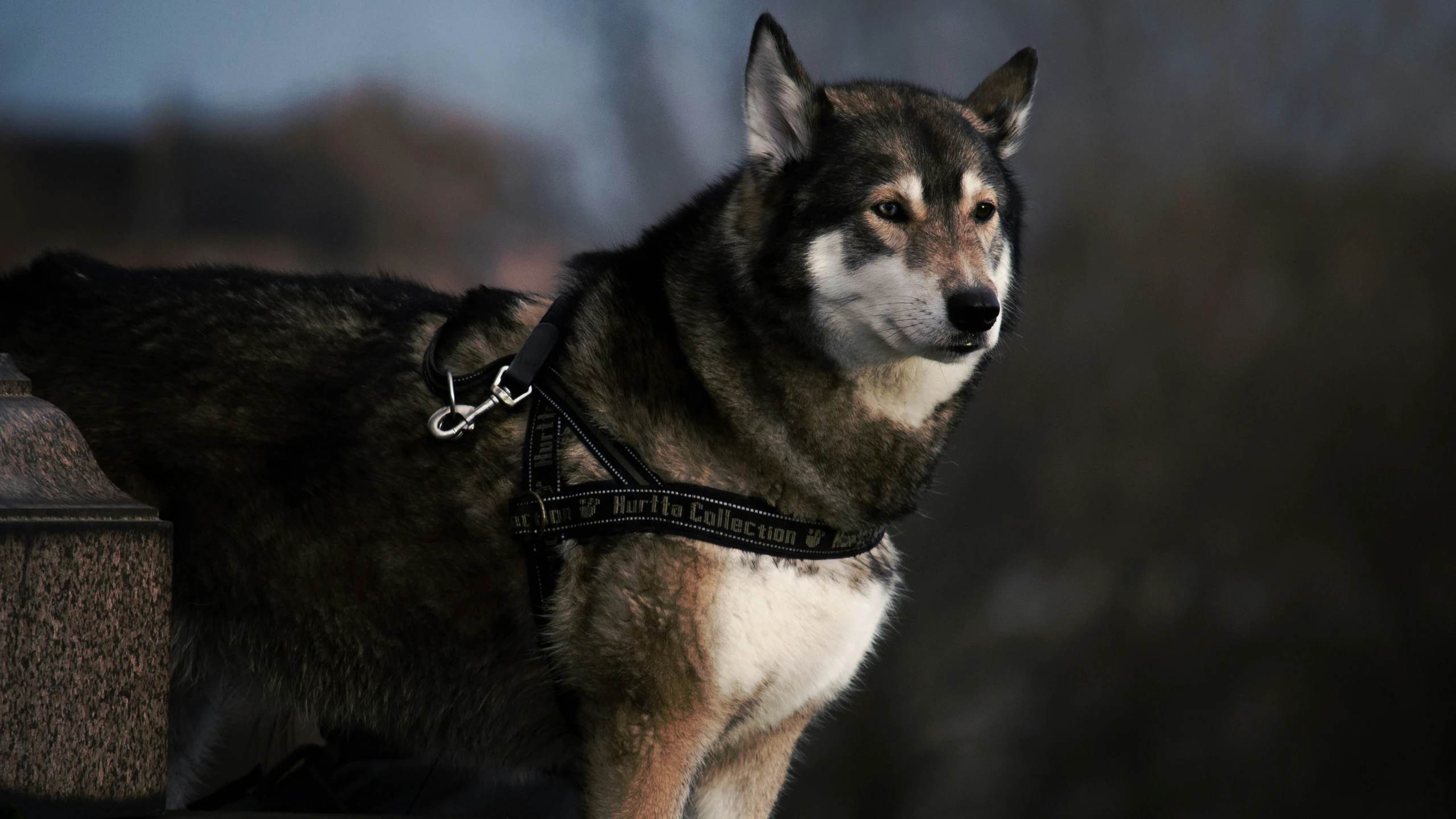 a large husky dog is sitting next to another huskydog