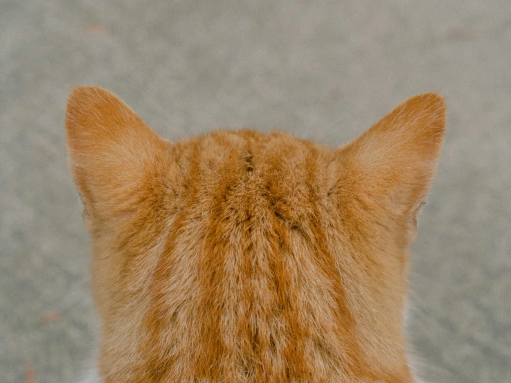 the back end of an orange cat looking up