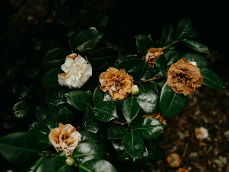 a small bush with flowers growing out of it