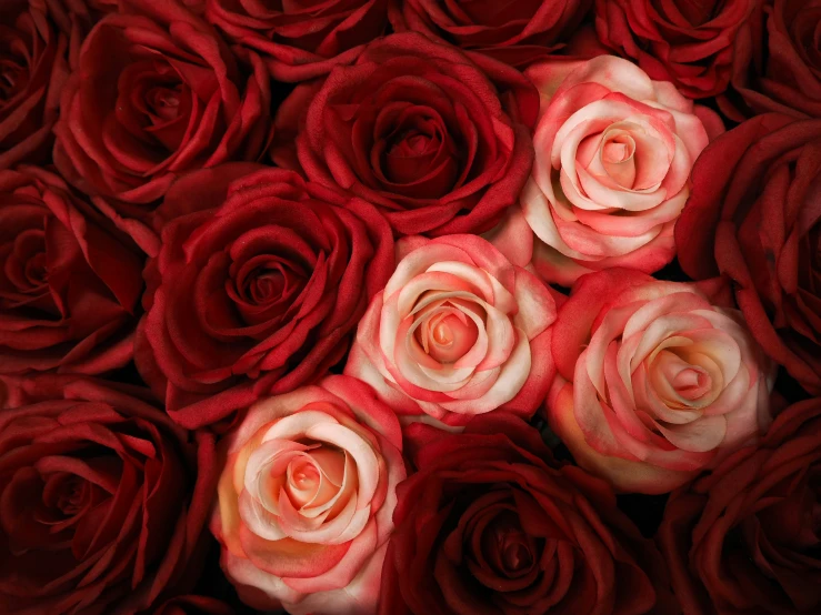 a bunch of red roses with pink centers