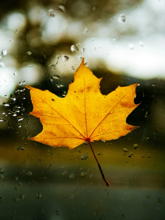 a maple leaf sits in the rain from inside