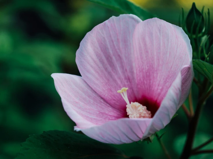 a small pink flower that is blooming on the plant