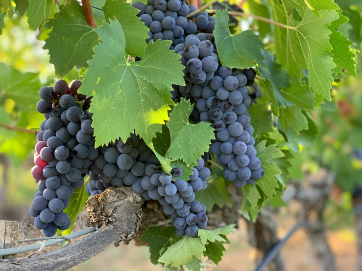 gs hang from the vines on a vineyard