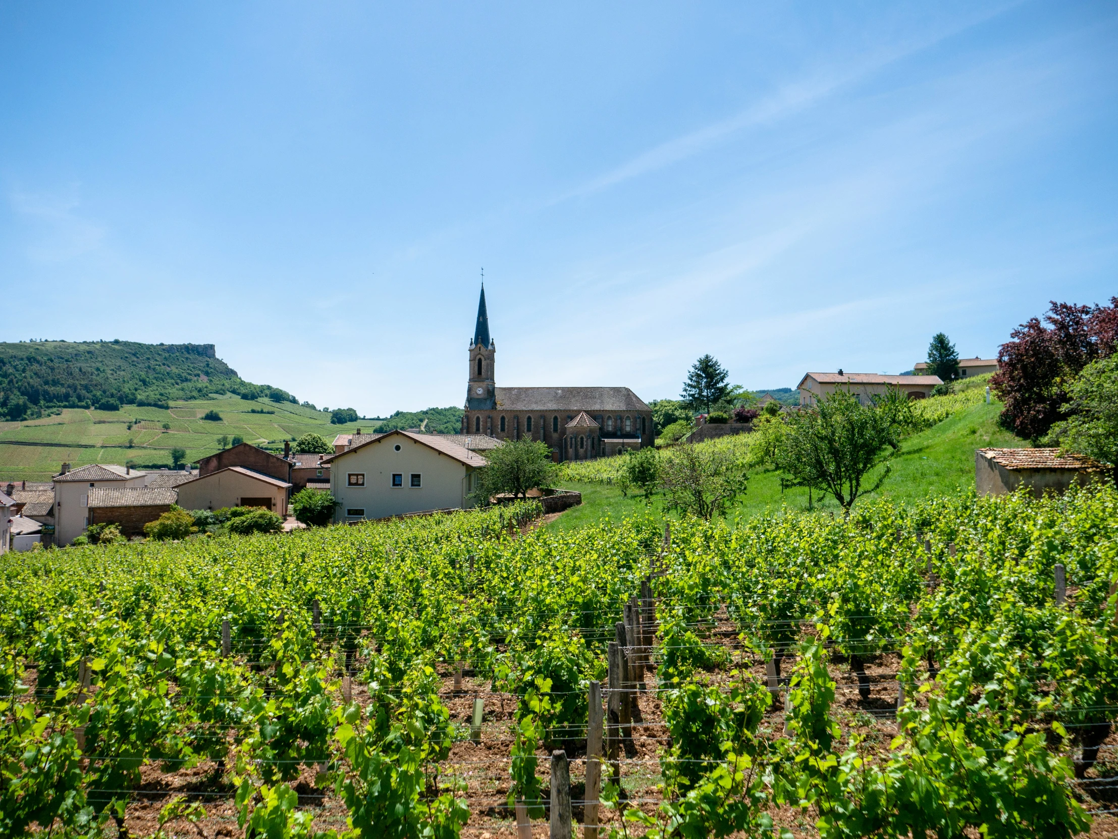 a hillside area with many trees in the foreground and houses on the hillside